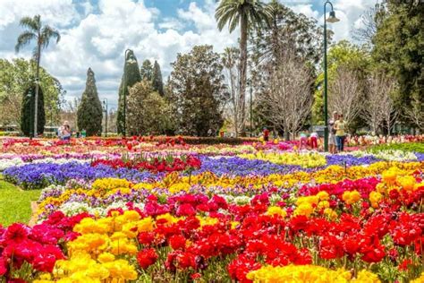 Toowoomba Carnival Of Flowers Will Be In Full Bloom This Spring