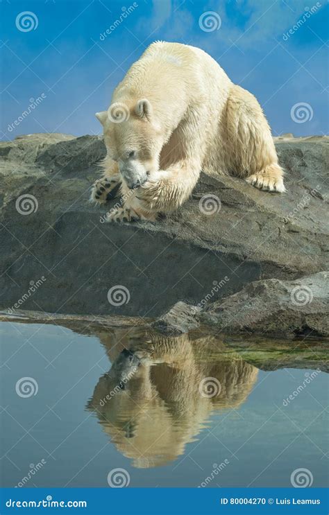 Polar bear feeding stock photo. Image of adaptation, extinction - 80004270