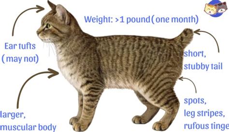 How to Tell if Your Cat is Mixed with Bobcat? - 9 Signs