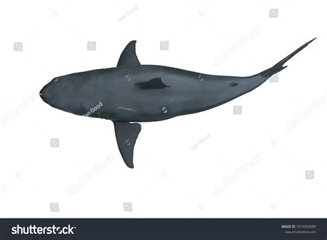 Great White Shark Seen Above 3d Stock Illustration 1919583089 ...