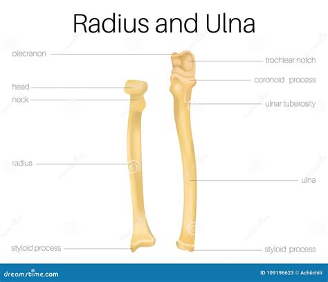 Radius And Ulna