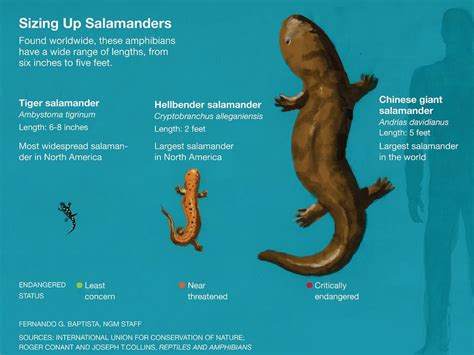 U.S. Giant Salamanders Slipping Away: Inside the Fight to Save the Hellbender