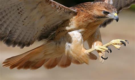 Red Tail Hawk Images on Animal Picture Society | Red tailed hawk, Hawk ...