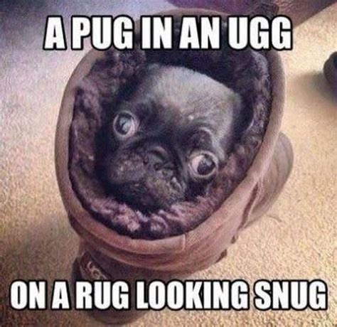 101 Lovable Pug Memes That Are Too Puggin' Cute | Pug memes, Pugs, Pugs funny