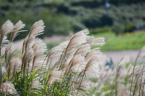 Susuki Japanese Pampas Grass,Miscanthus Sinensis Blowing in the Breeze ...