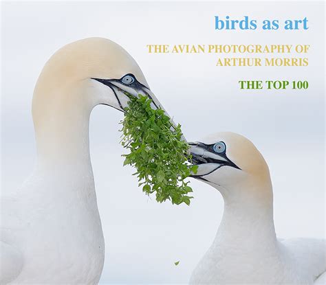 The Avian Photography of Arthur Morris - Download sent by Email - BIRDS ...