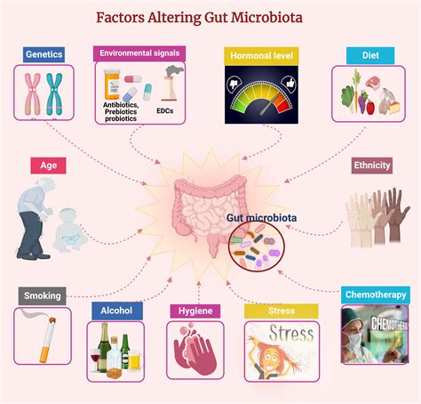 Frontiers | Gut and genital tract microbiomes: Dysbiosis and link to gynecological disorders