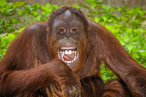 Portrait of Orangutan laughing | Universal studios theme park ...