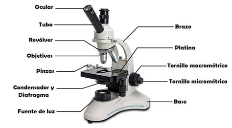 Partes del microscopio óptico - Sistema óptico y sistema mecánico