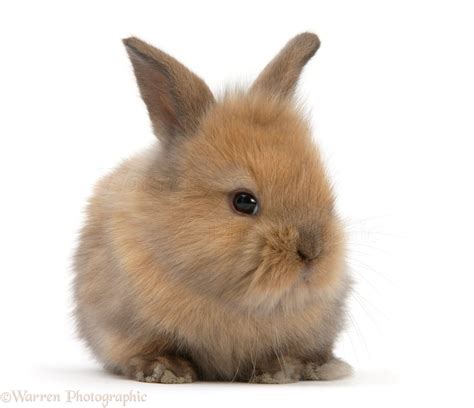 Baby rabbit photo WP27947