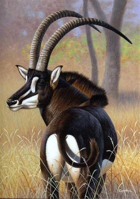 The sable antelope Animals With Horns, Unusual Animals, Majestic Animals, Nature Animals, Safari ...