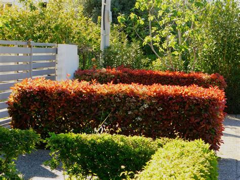 Photinia 'Red Robin' Care & Growing Tips | Horticulture.co.uk