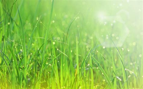 Green Grass Wallpapers - Wallpaper Cave