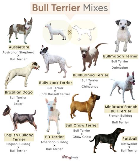 List of Popular Bull Terrier Mixes With Pictures