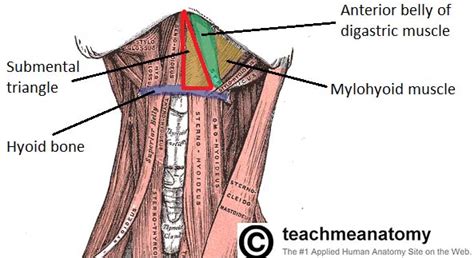 Anterior Triangle of the Neck - Subdivisions - TeachMeAnatomy