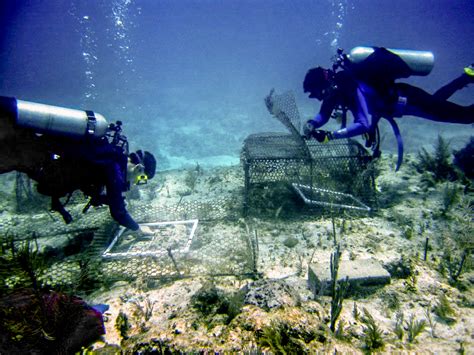 Coral reefs fall victim to overfishing, pollution aggravated by ocean ...