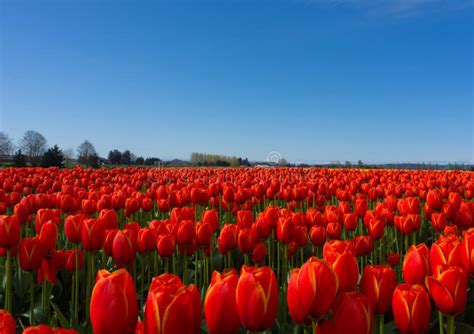 Red Tulip Fields stock photo. Image of beautiful, extraordinary - 92907818