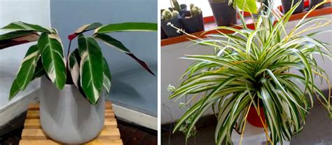 9 Plants to remove excess moisture from the home - Plants & Gardens