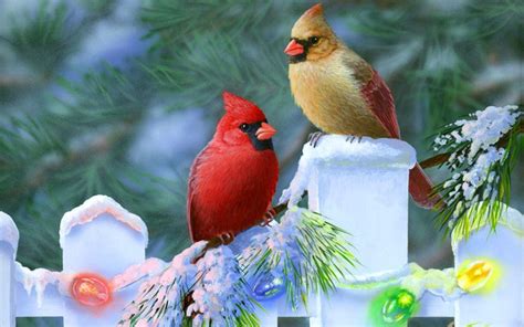 Cardinal Bird Wallpapers - Wallpaper Cave