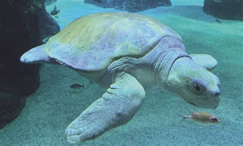 Mississippi Aquarium Receives Endangered Kemp's Ridley Sea Turtle - The ...