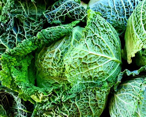 Cabbage – Savoy – Sussex Fruits