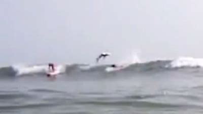 spinner shark Jumps Over Surfer:Story Public