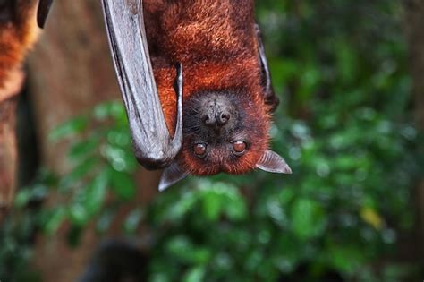 Premium Photo | The bat in monkey forest, bali zoo, indonesia