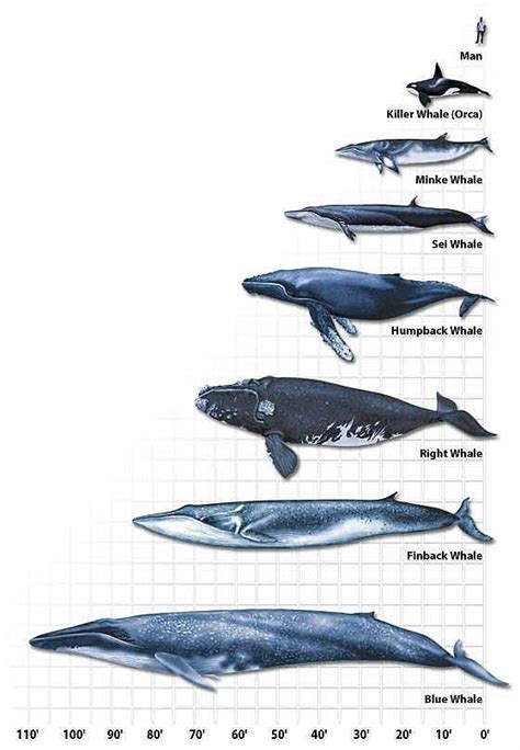 Whale chart, Whale, Blue whale