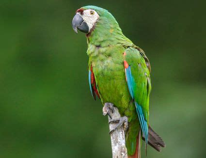 Types of Macaws to Consider as a Pet