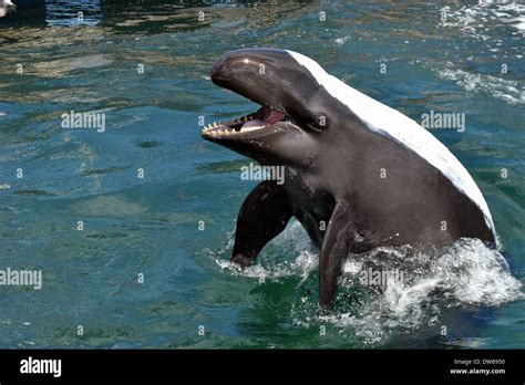 False Killer Whale Dolphin Hybrid