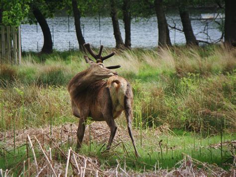 Photographs — Richmond Park — Deer — 20 May 2016 — 21 — wasaweb.net