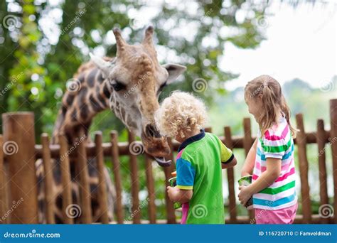 Kids Feed Giraffe at Zoo. Children at Safari Park. Stock Photo - Image ...