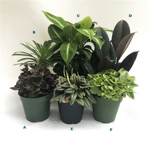 Potted Tropical Assorted Plant, Sold Individually | Alsip Home & Nursery