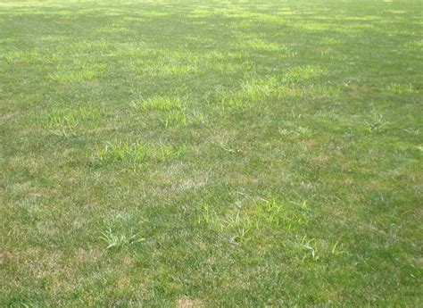 Nutsedge Identification and Treatment: Get Rid Of Nutsedge In Your Lawn