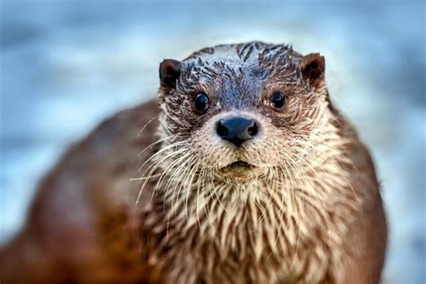 Eurasian otters threatened by urban development in Hong Kong • Earth.com