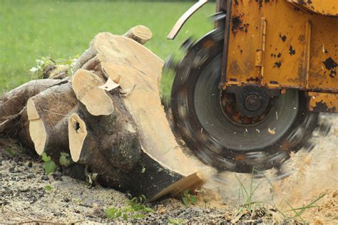 Stump Grinding Cost Guide 2022: How much does stump grinding cost? | iseekplant