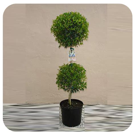 Eugenia Topiary (2 ball) - Davenport Garden Centre