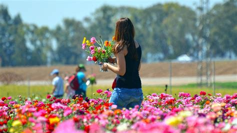 Girl Picking Flowers in the Park | Best Pictures in the World