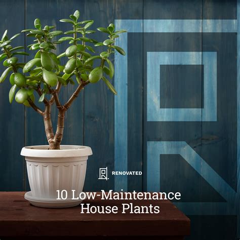 10 Low-Maintenance House Plants | Renovated