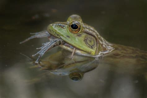 FischerGr-Bullfrog-Eating-Leopard-Frog_1 - Protecting the New Jersey ...