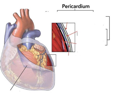 Layers of pericardium Diagram | Quizlet