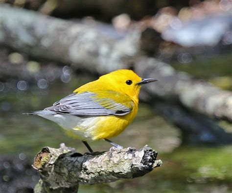 Pictures and information on Prothonotary Warbler