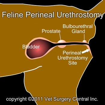 perineal urethrostomy cat procedure - Ferdinand Pulley