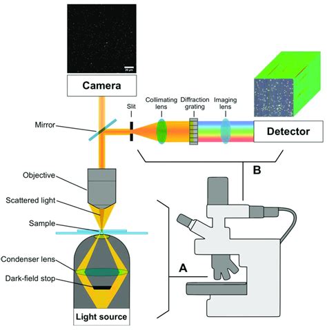 (A) Representative optical diagram of dark-field microscopy and (B) a ...