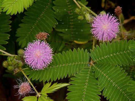 Mimosa pudica (Sensitive Plant) - World of Flowering Plants