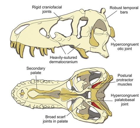 T. rex used a stiff skull to eat its prey // Mizzou News // University ...