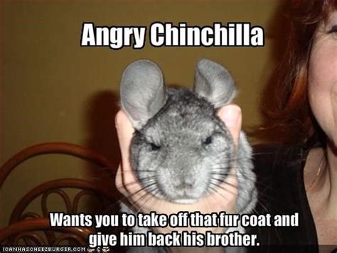 a woman holding up a gray rat with caption that says angry chinella wants you to take off that ...