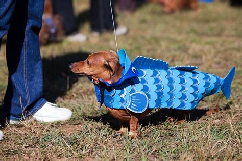 17 best Dachshund Costume images on Pinterest | Dachshund costume ...