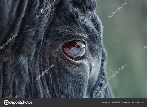 Close Photo Black Bull Eye Blured Background Stock Photo by ...