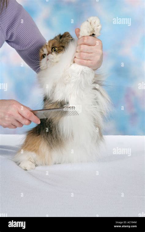 Persian cat - being brushed Stock Photo - Alamy